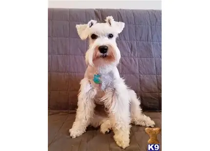 Miniature Schnauzer