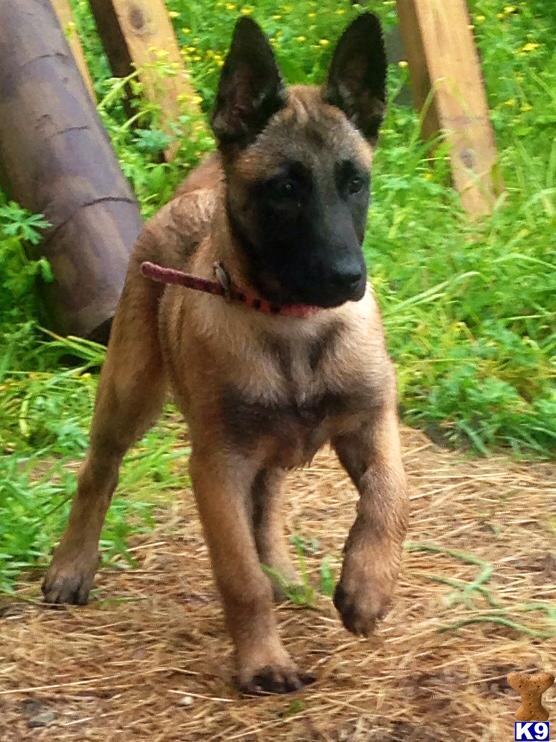 Belgian Malinois