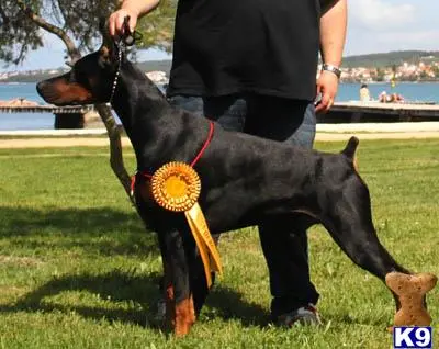 Doberman Pinscher puppy for sale