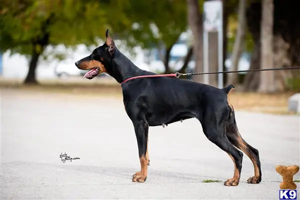 Doberman Pinscher puppy for sale