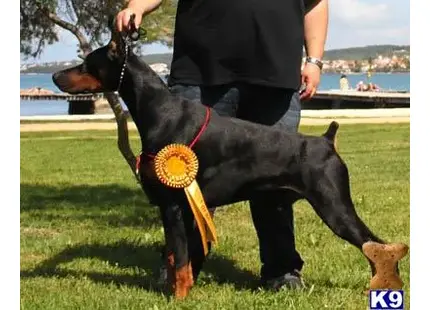 Doberman Pinscher