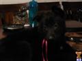 german shepherd puppy posted by ptinea