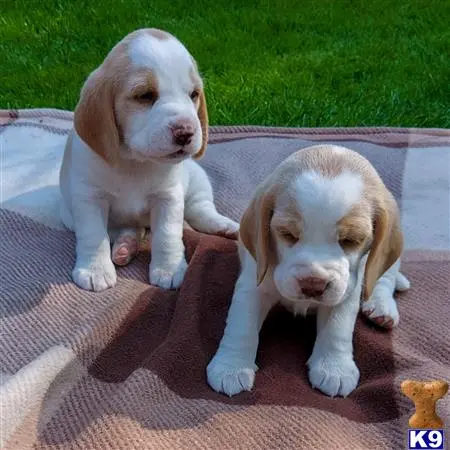 Beagle puppy for sale