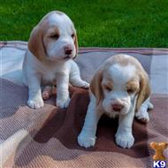 beagle puppy posted by pualpolvic