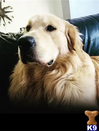 Golden Retriever stud dog