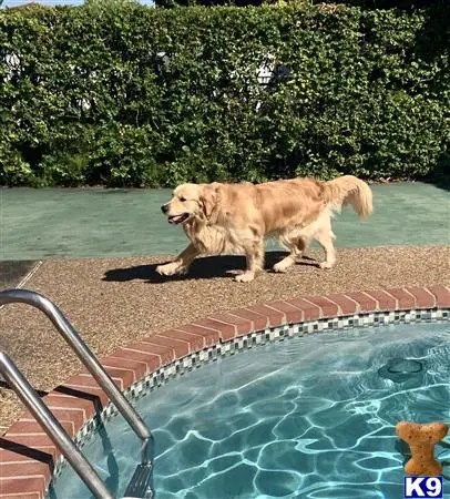 Golden Retriever stud dog