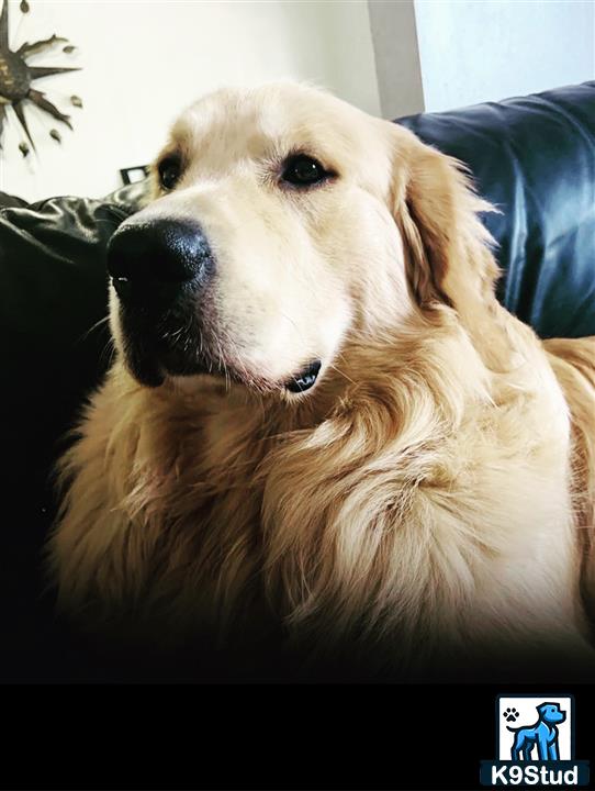 a golden retriever dog lying on a bed
