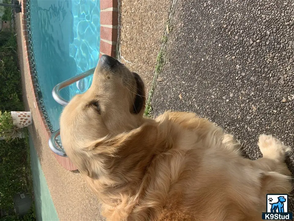 Golden Retriever stud dog