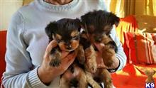 yorkshire terrier puppy posted by puffyeuro