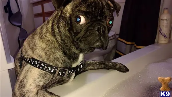 Pug stud dog