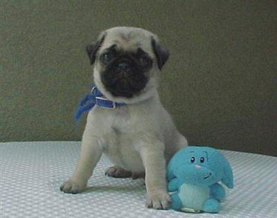 pug puppies for sale in utah pug puppy for sale akc pug puppies in central utah 10 years pug puppies for sale in utah pug puppy for sale akc pug puppies in central utah 10 years