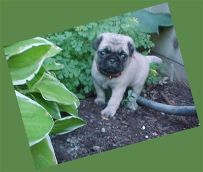 pug puppies for sale in utah pug puppy for sale akc pug puppies in central utah 10 years pug puppies for sale in utah pug puppy for sale akc pug puppies in central utah 10 years