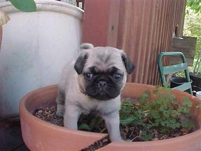 pug puppies for sale in utah pug puppy for sale akc pug puppies in central utah 10 years pug puppies for sale in utah pug puppy for sale akc pug puppies in central utah 10 years