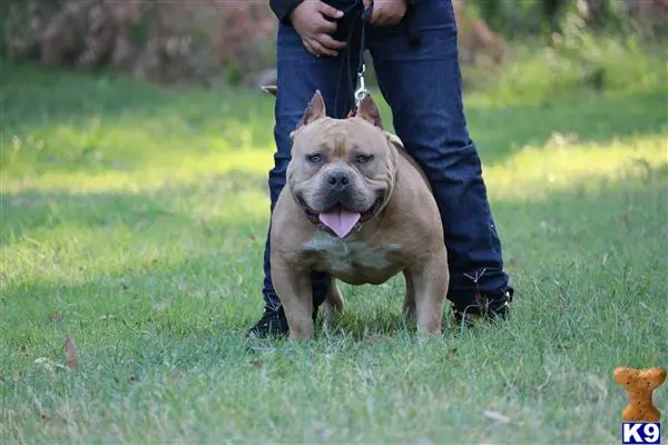 American Bully stud dog