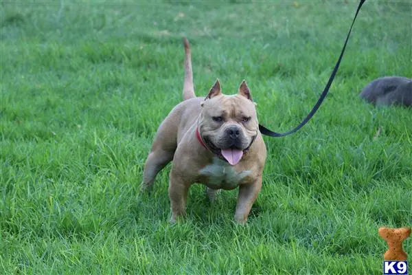 American Bully stud dog