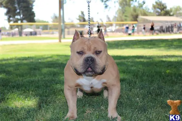 American Bully stud dog