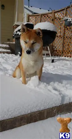 Shiba Inu female dog