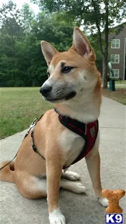 Shiba Inu female dog