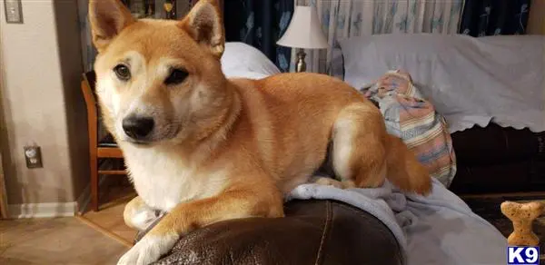 Shiba Inu female dog