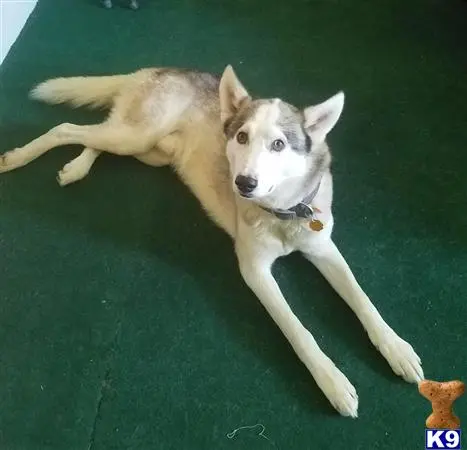 Siberian Husky stud dog