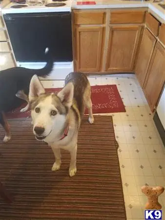 Siberian Husky stud dog