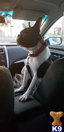 a boston terrier dog sitting in a car