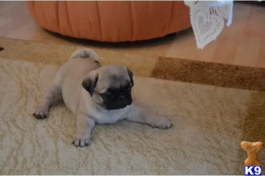 Pug