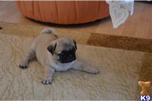 pug puppy posted by pupipi