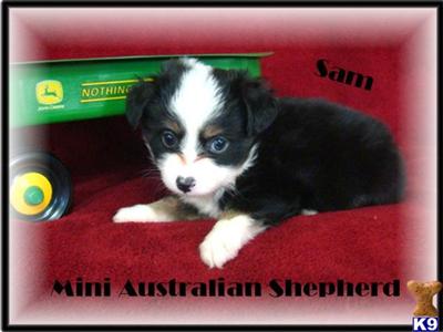 Miniature Australian Shepherd