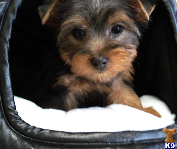 Yorkshire Terrier Puppy for Sale CKC TOY SIZE FEMALE YORKIE