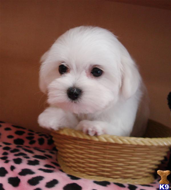 Maltese Puppy for Sale CKC TOY SIZE FEMALE MALTESE 13 Years old