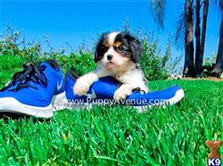 cavalier king charles spaniel puppy posted by puppyavekennel