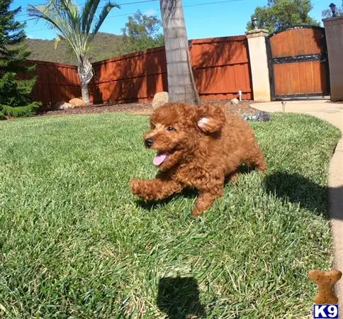 Poodle puppy for sale