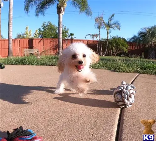 Poodle puppy for sale