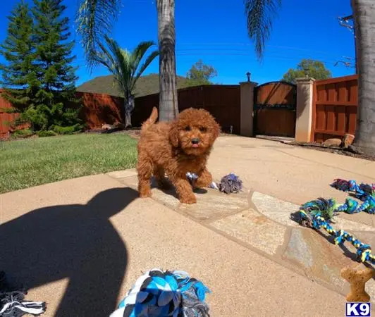 Poodle puppy for sale