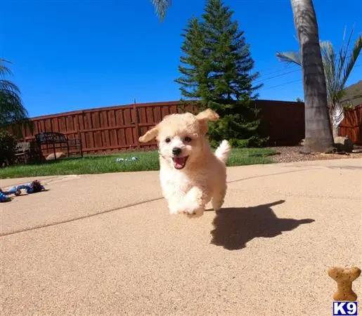 Poodle puppy for sale