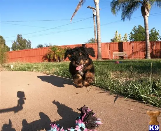 Poodle puppy for sale