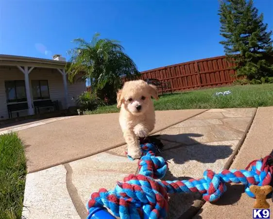 Poodle puppy for sale