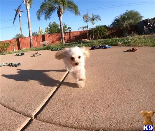 Poodle puppy for sale