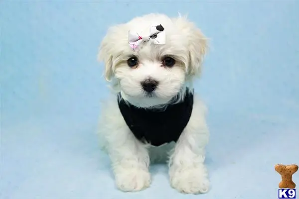 Maltese puppy for sale