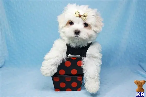 Maltese puppy for sale