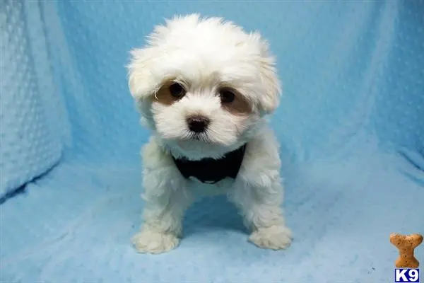 Maltese puppy for sale