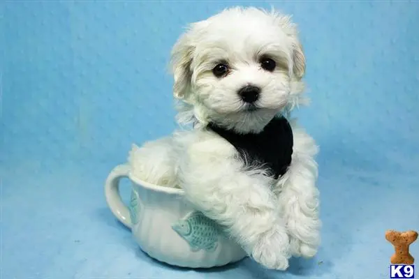 Maltese puppy for sale