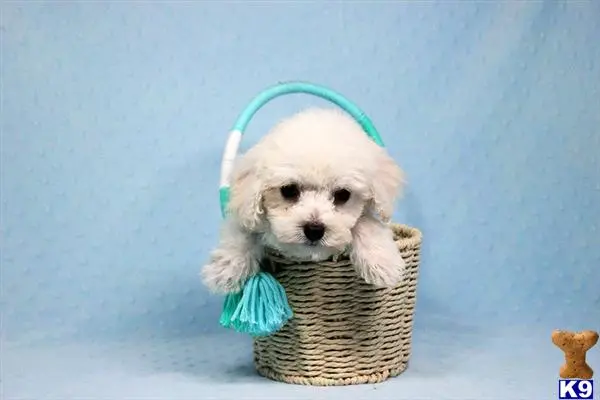 Maltipoo puppy for sale