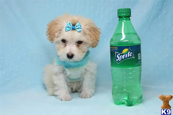 Maltipoo puppy for sale