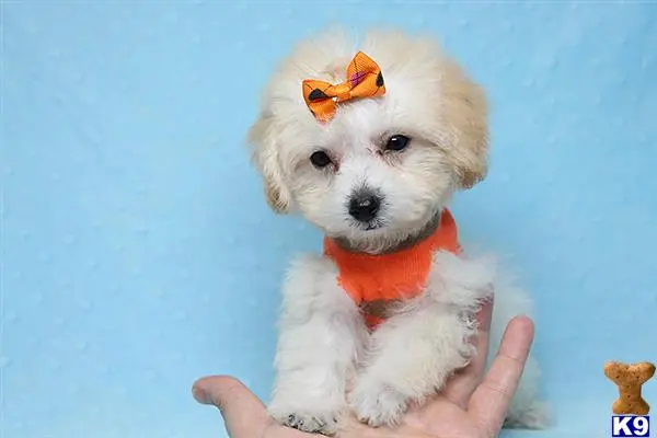 Maltipoo puppy for sale