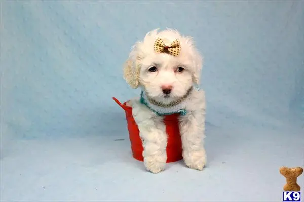 Maltipoo puppy for sale