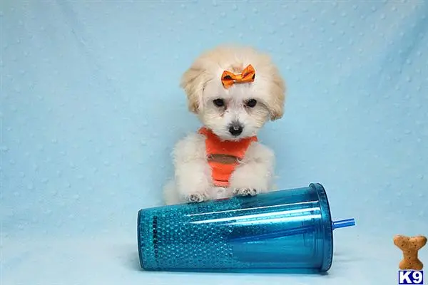 Maltipoo puppy for sale