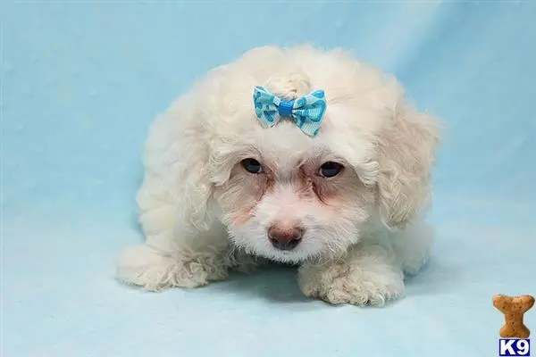 Maltipoo puppy for sale