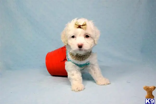 Maltipoo puppy for sale